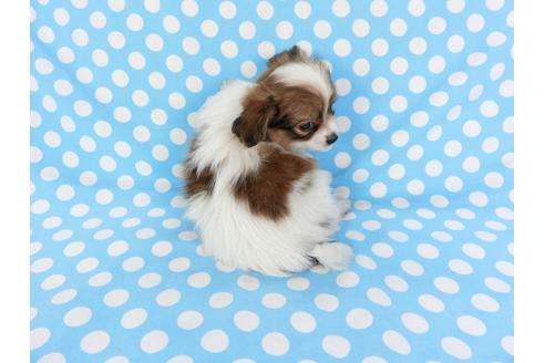 成約済の千葉県のパピヨン-82842の2枚目