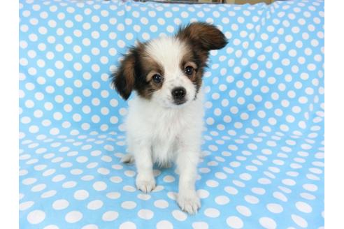 成約済の千葉県のパピヨン-82843の3枚目