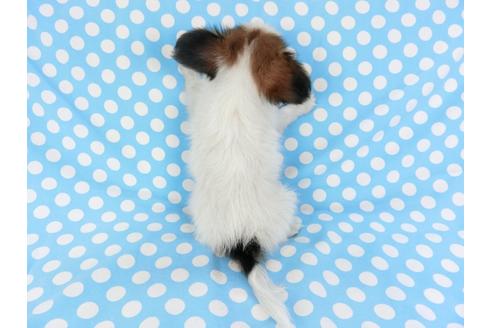 成約済の千葉県のパピヨン-82843の2枚目