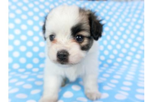 成約済の千葉県のパピヨン-82844の8枚目