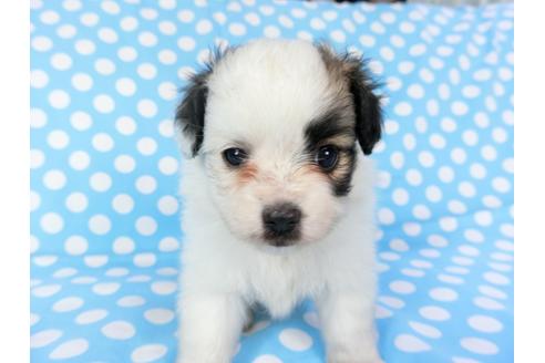 成約済の千葉県のパピヨン-82844の7枚目