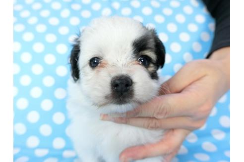 成約済の千葉県のパピヨン-82844の6枚目