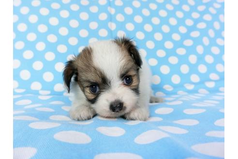 成約済の千葉県のパピヨン-82845の8枚目