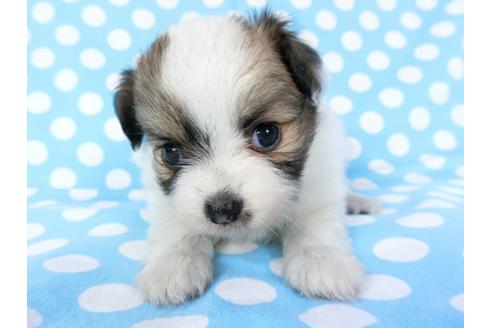 成約済の千葉県のパピヨン-82845の7枚目