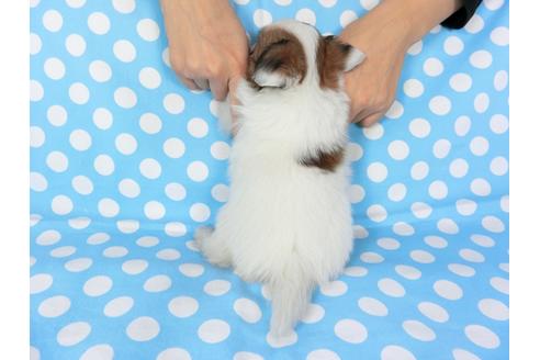 成約済の千葉県のパピヨン-82845の5枚目