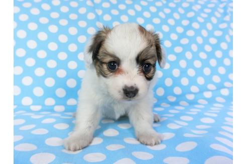 成約済の千葉県のパピヨン-82848の12枚目