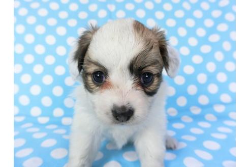 成約済の千葉県のパピヨン-82848の11枚目