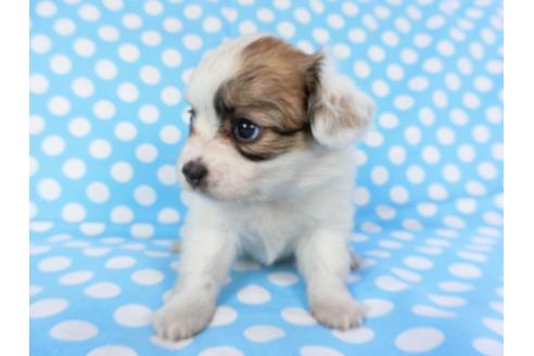 成約済の千葉県のパピヨン-82848の10枚目