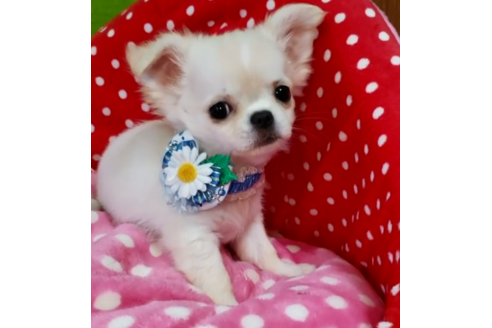 沖縄県のロングコートチワワ 男の子 19 08 07生まれ クリーム 子犬id ブリーダーナビ