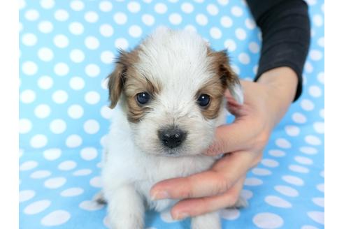成約済の千葉県のパピヨン-82851の16枚目