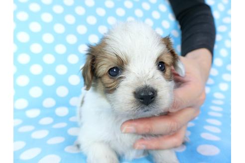 成約済の千葉県のパピヨン-82851の15枚目