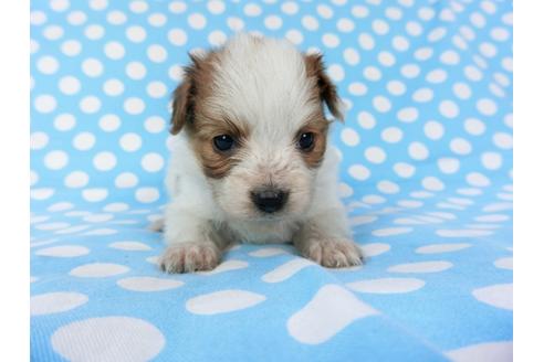 成約済の千葉県のパピヨン-82851の14枚目