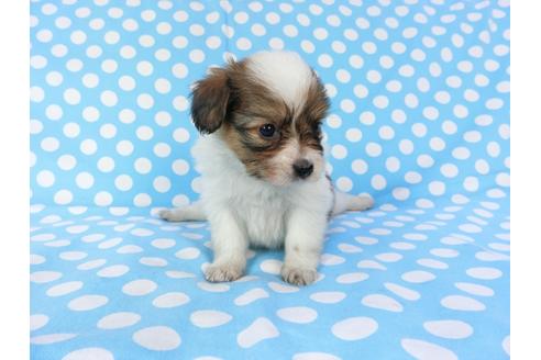 成約済の千葉県のパピヨン-82854の8枚目