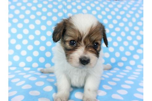 成約済の千葉県のパピヨン-82854の7枚目