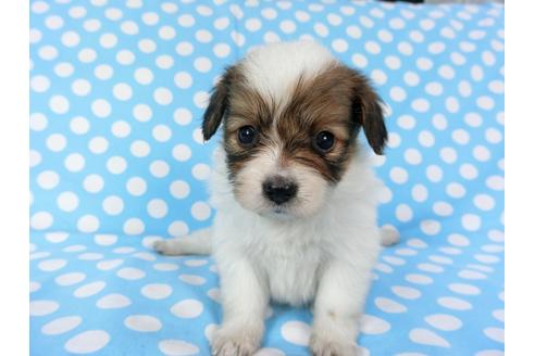 成約済の千葉県のパピヨン-82854の6枚目