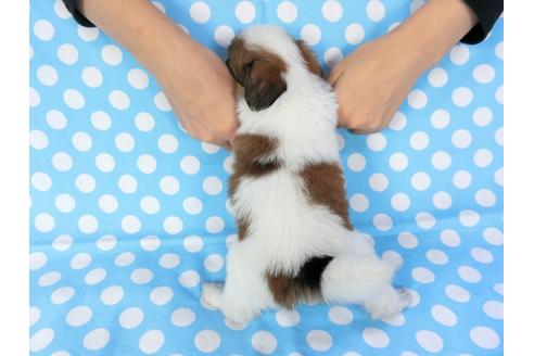 成約済の千葉県のパピヨン-82854の5枚目