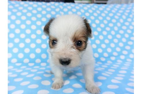 成約済の千葉県のパピヨン-82856の12枚目