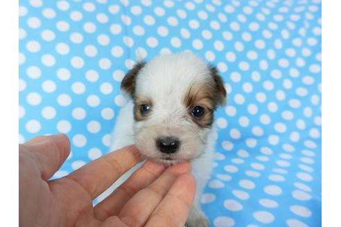 成約済の千葉県のパピヨン-82856の11枚目