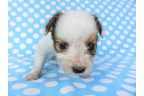 成約済の千葉県のパピヨン-82856の10枚目