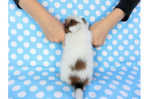 成約済の千葉県のパピヨン-82856の9枚目