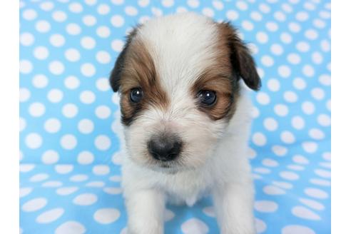 成約済の千葉県のパピヨン-82858の12枚目