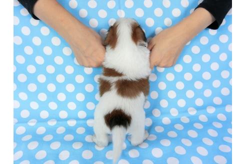 成約済の千葉県のパピヨン-82858の9枚目