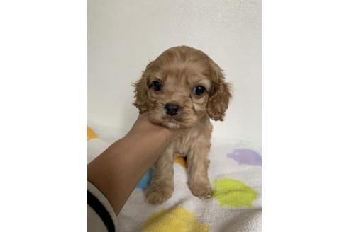 子犬