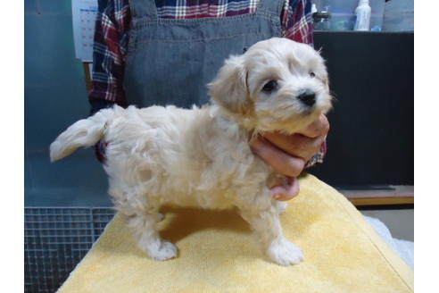 成約済の栃木県のマルプー:マルチーズ×トイプードル-82881の3枚目