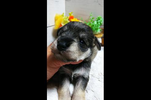 成約済の香川県のミニチュアシュナウザー-82896の1枚目