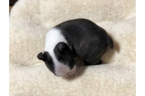 成約済の香川県のボストンテリア-82664の2枚目