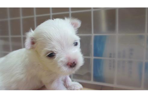 成約済の岡山県のマルチーズ-82764の1枚目
