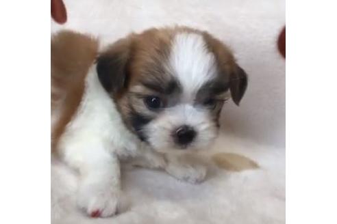 成約済の岐阜県のミックス犬-82961