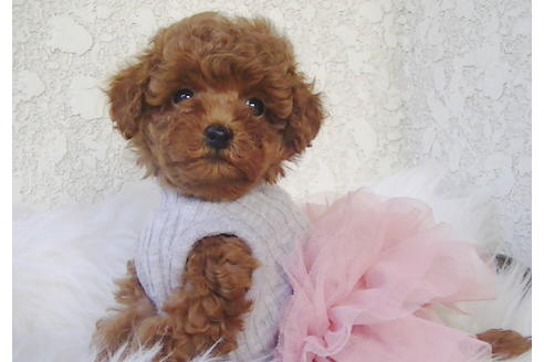 成約済の福岡県のティーカッププードル-79995の5枚目