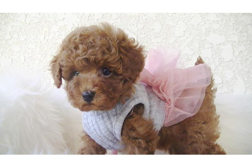 成約済の福岡県のティーカッププードル-79995の4枚目