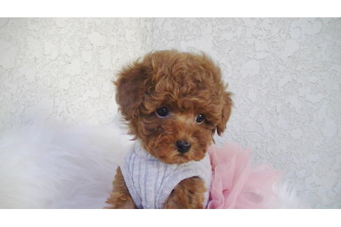 成約済の福岡県のティーカッププードル-79995の3枚目