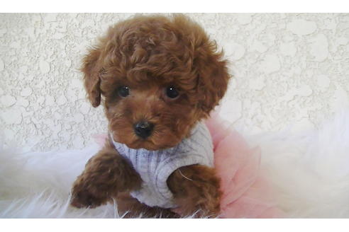 成約済の福岡県のティーカッププードル-79995の2枚目