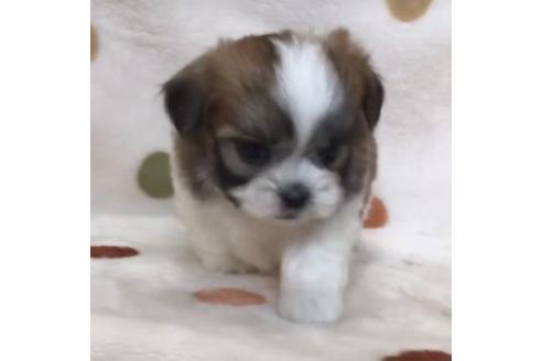 成約済の岐阜県のミックス犬-82963
