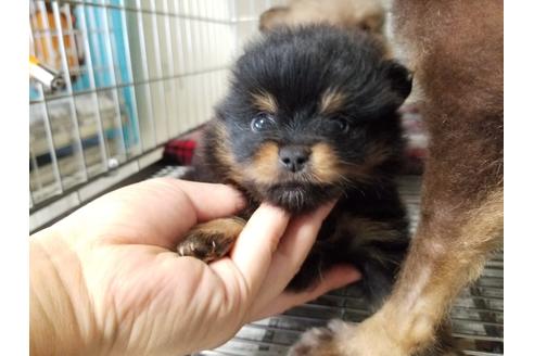 成約済の愛知県のポメラニアン-81345の2枚目