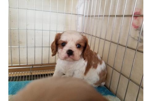 成約済の愛知県のキャバリアキングチャールズスパニエル-81346の5枚目