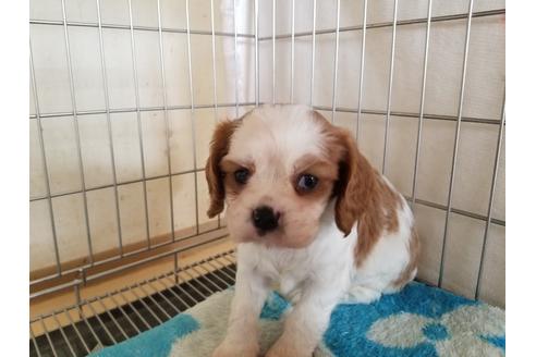 成約済の愛知県のキャバリアキングチャールズスパニエル-81346の1枚目