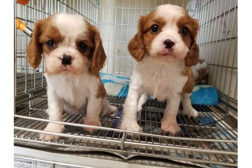 成約済の愛知県のキャバリアキングチャールズスパニエル-81346の4枚目