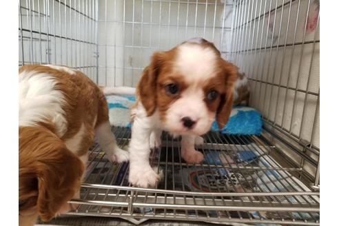 成約済の愛知県のキャバリアキングチャールズスパニエル-81346の3枚目