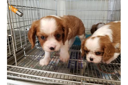 成約済の愛知県のキャバリアキングチャールズスパニエル-81346の2枚目