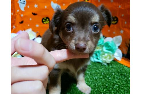 成約済の香川県のチワワ(ロングコート)-82982の1枚目