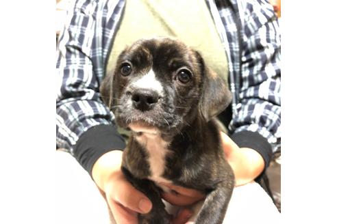 成約済の栃木県のミックス犬-81272の5枚目
