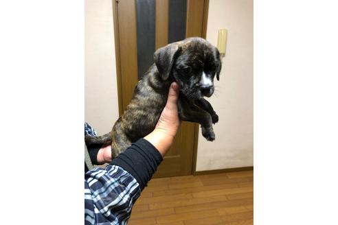 成約済の栃木県のミックス犬-81272の4枚目