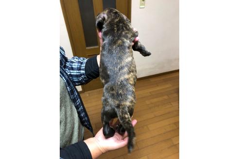 成約済の栃木県のミックス犬-81272の3枚目