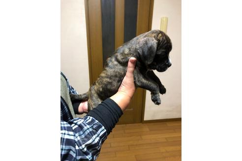 成約済の栃木県のミックス犬-81272の2枚目