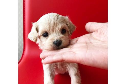 成約済の秋田県のマルプー:マルチーズ×トイプードル-80860