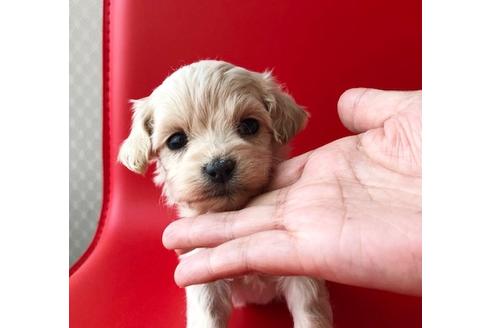 成約済の秋田県のマルプー:マルチーズ×トイプードル-80860の3枚目